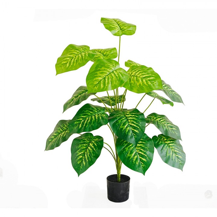 cây vạn niên thanh giả 80cm lá đốm vàng